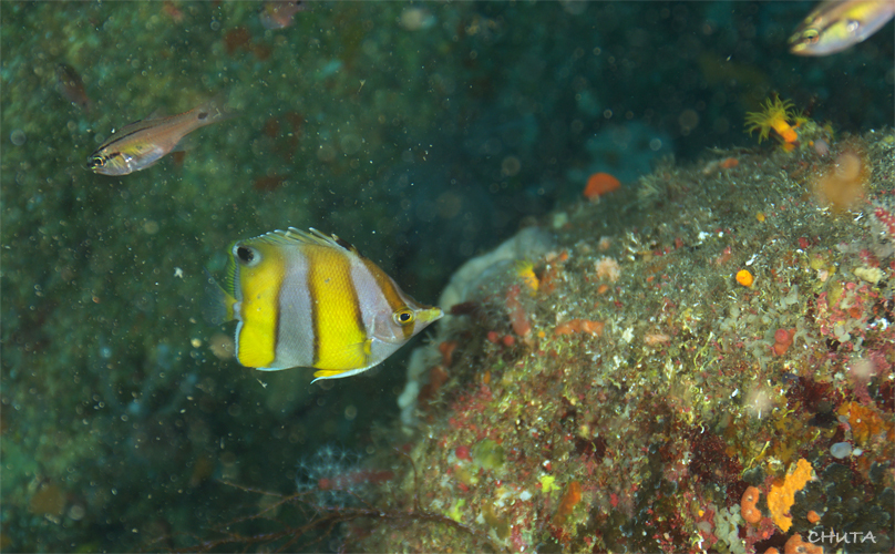 オオグリ☆冠島_e0158261_5264619.jpg