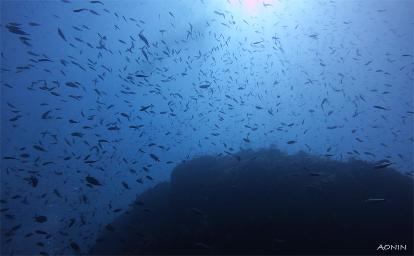 オオグリ☆冠島_e0158261_5264969.jpg