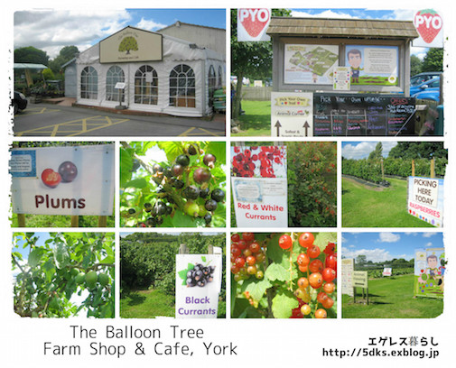 イギリスで初イチゴ狩り@The Balloon Tree  Farm Shop & Cafe, York_b0299665_4502593.jpg