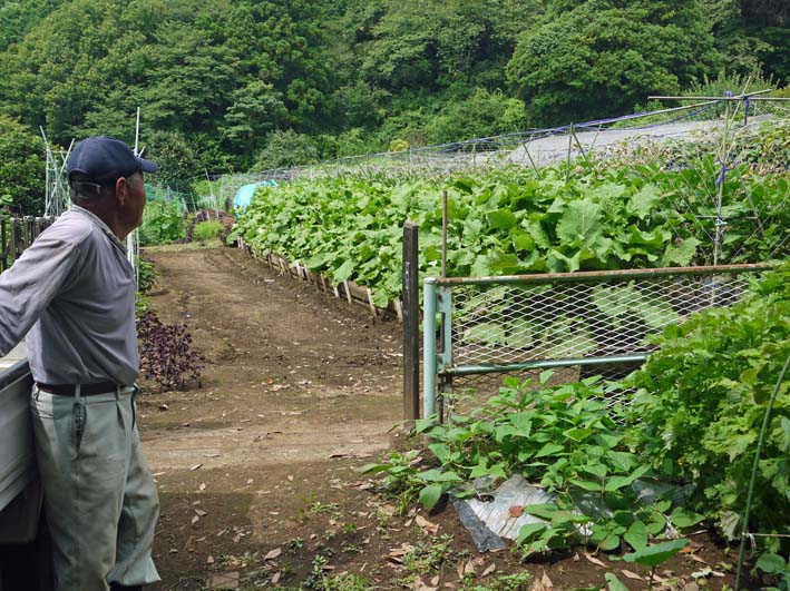 「里芋いいね」と若林伝吉さんからお褒めの言葉7・18_c0014967_1791472.jpg