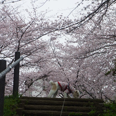 今年のさくら　その４　同級生とお花見_d0176767_1372577.jpg