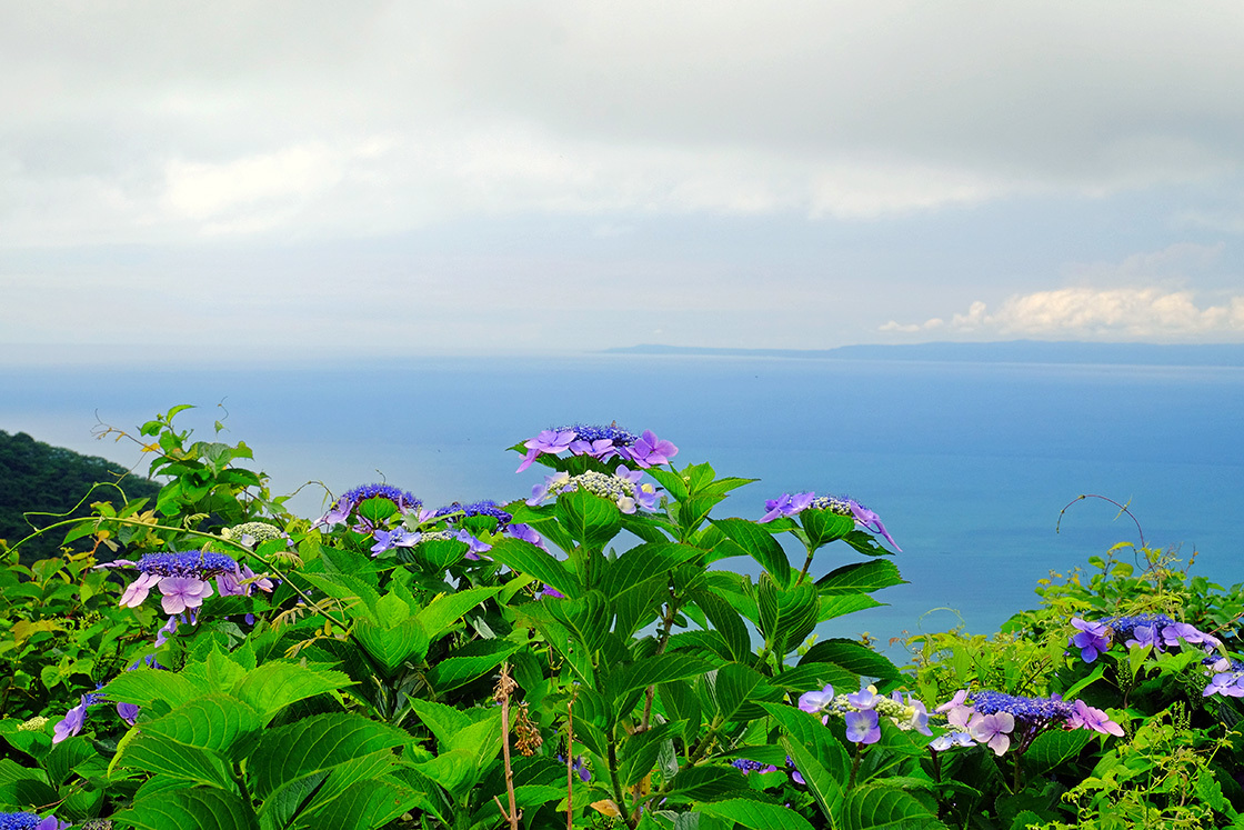 紫陽花（弥彦山）_e0096372_06333471.jpg