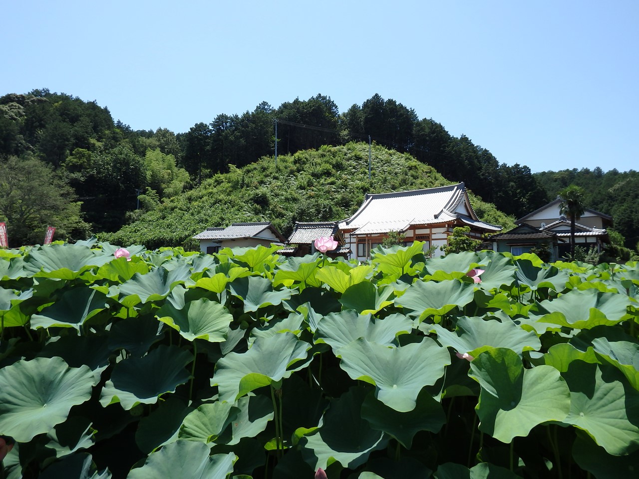 『美濃市正林寺の蓮風景・・・・・』_d0054276_19485926.jpg