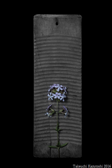 a soapwort_e0290580_1626083.jpg