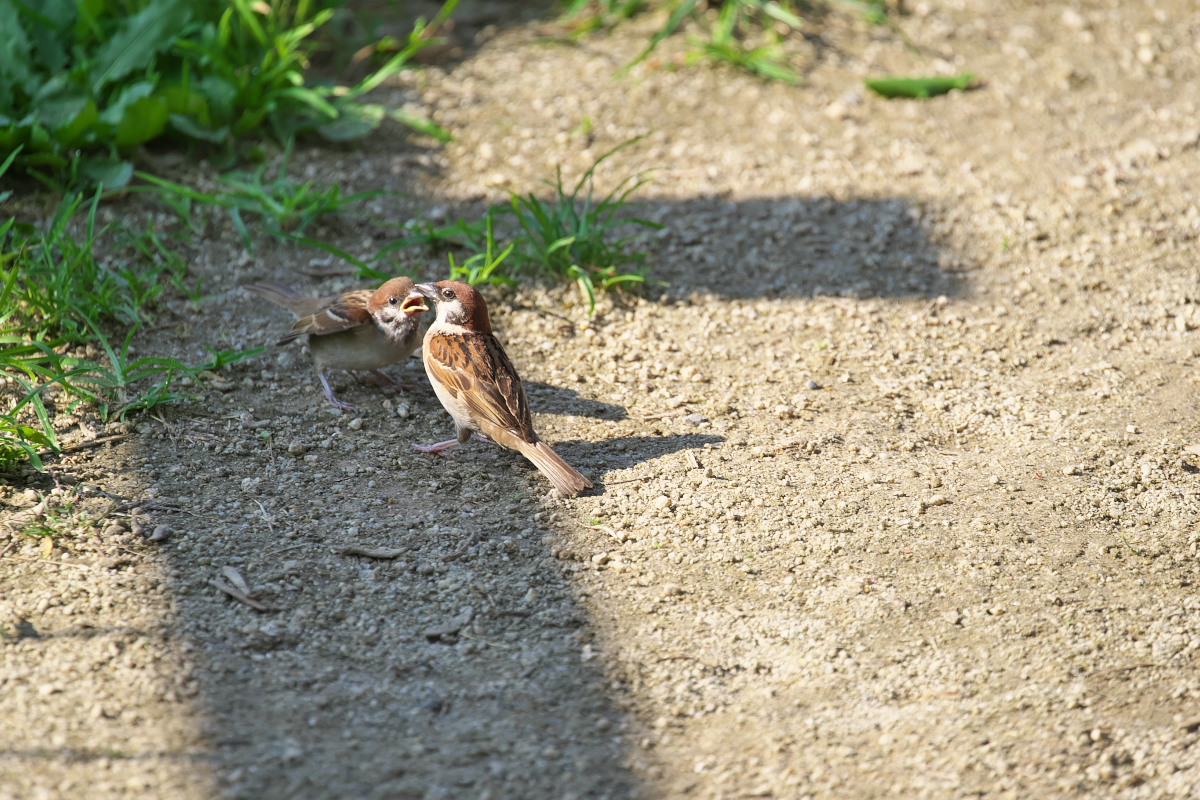 池に集う　バン（鷭）他_a0083081_182335.jpg