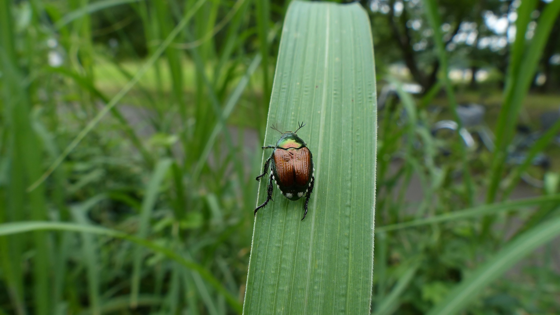 豆でもいいから黄金虫_a0185081_10162658.jpg