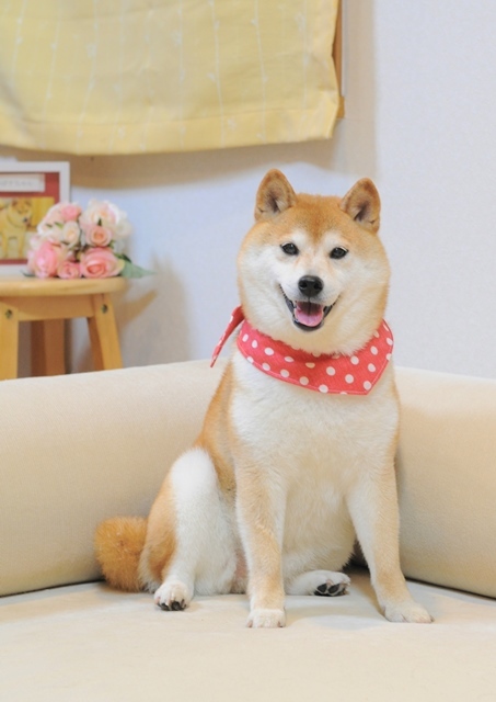 下町のくるみちゃん_a0126590_22233717.jpg