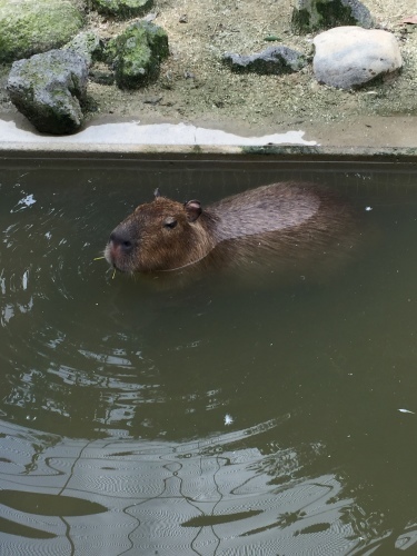 梅雨明け間近（？）の動物園_f0033893_15235738.jpg