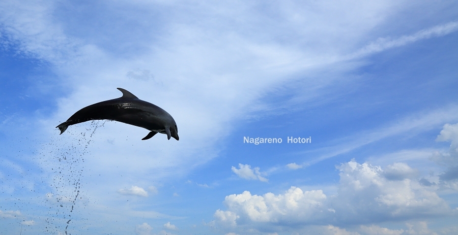 空飛ぶイルカ 流れのほとり 空飛ぶイルカ 流れのほとり