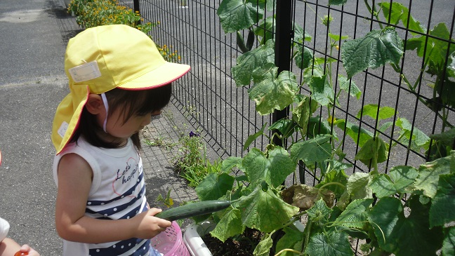 ☆連休あけの野菜の収獲☆_f0162105_14193827.jpg