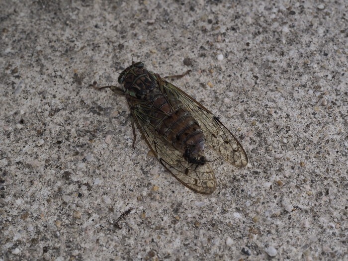 ヒグラシ_c0116915_05179.jpg