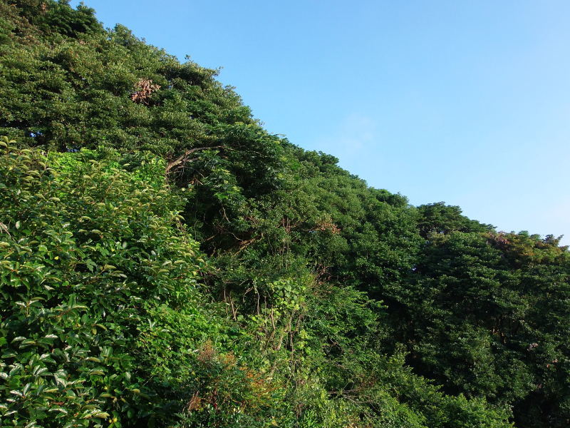 「梅雨明け」です。_a0125419_07090744.jpg