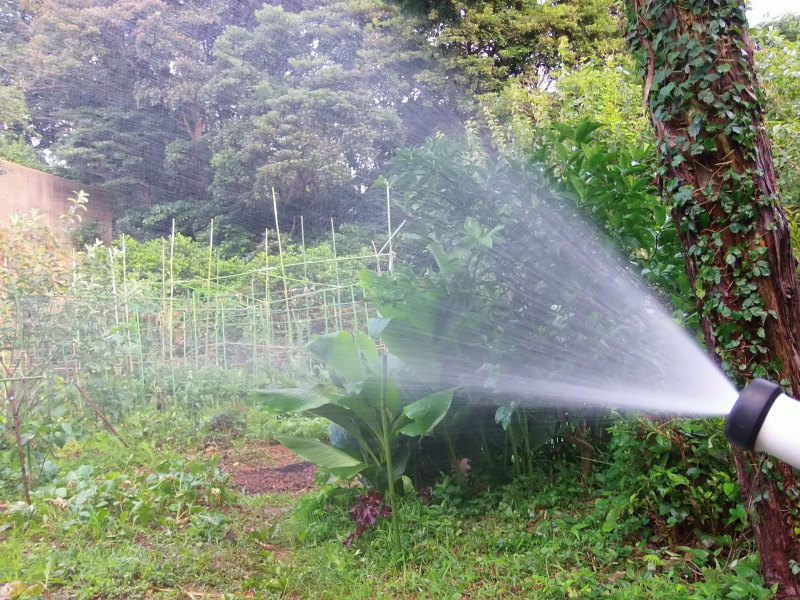 「梅雨明け」です。_a0125419_07152530.jpg