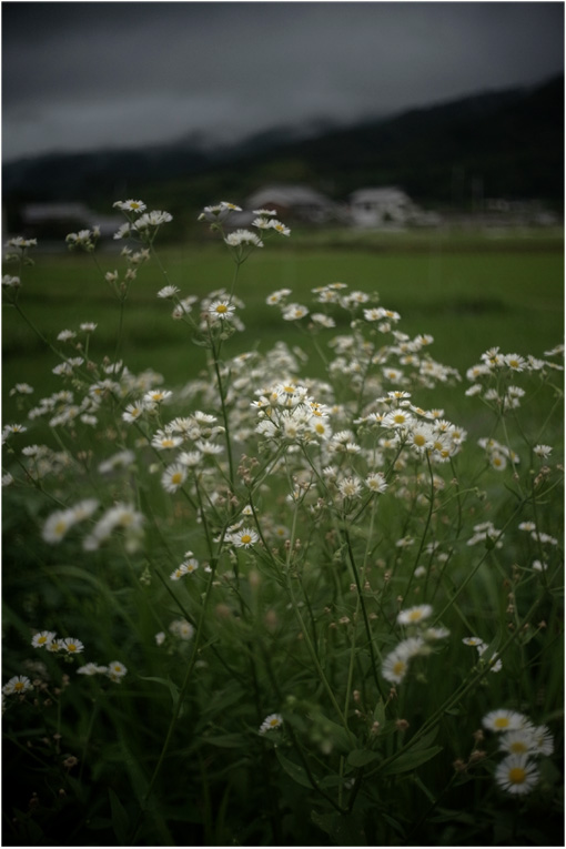 1614 お湿りの日（バルター25mmF2.3ならしっとりとした里の表情も）Part  1_b0226423_1492914.jpg