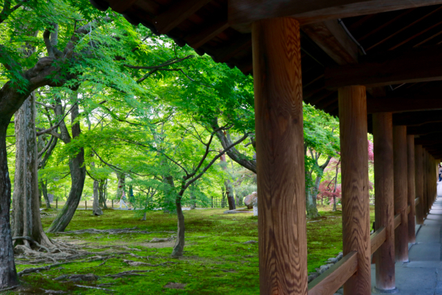 【東福寺 1】京都旅行 - 17 -_f0348831_23034830.jpg