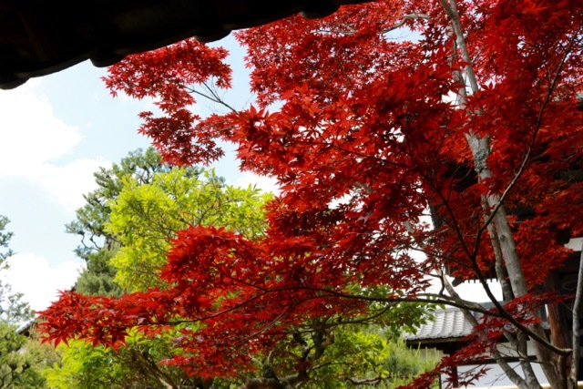 【東福寺 1】京都旅行 - 17 -_f0348831_23042395.jpg