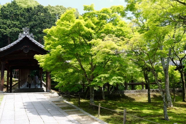 【東福寺 1】京都旅行 - 17 -_f0348831_23043737.jpg