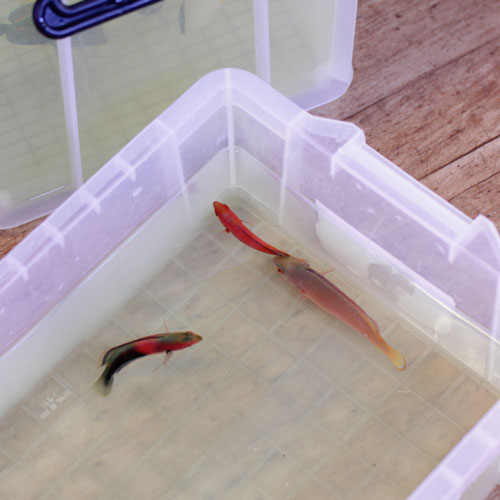 入荷情報!~海水魚~_d0221436_16361954.jpg