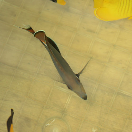 入荷情報!~海水魚~_d0221436_16363991.jpg