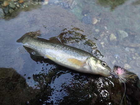 今年２度目のアメゴ釣りに行く。_b0193238_2330375.jpg