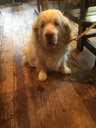 b0369239_15035526.jpeg