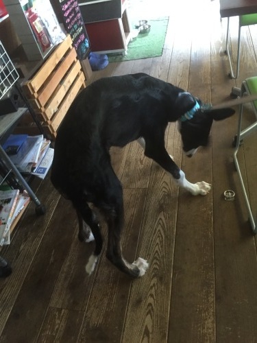 b0369239_15041500.jpeg