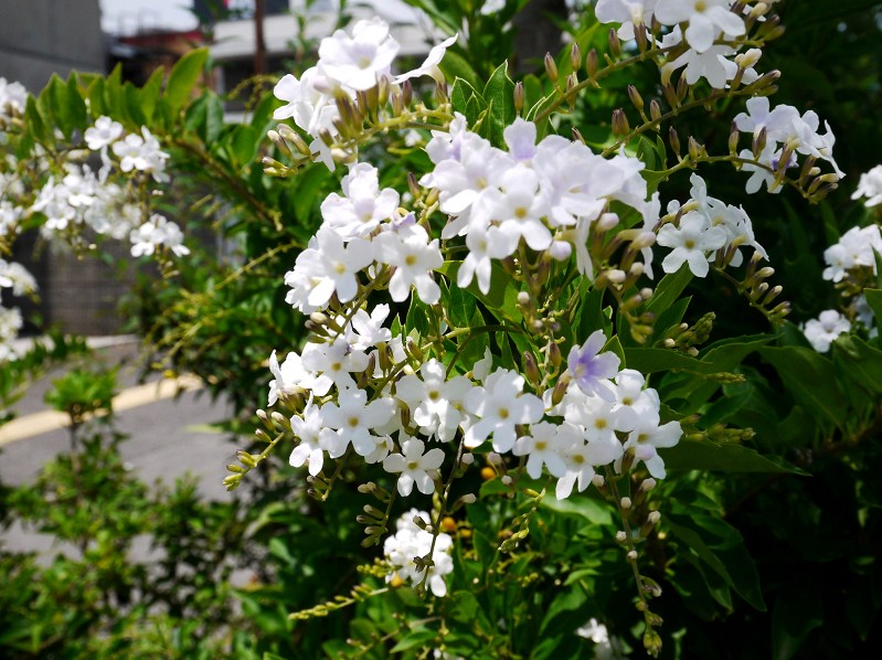 　　ジュランタ三色_b0093754_23233220.jpg