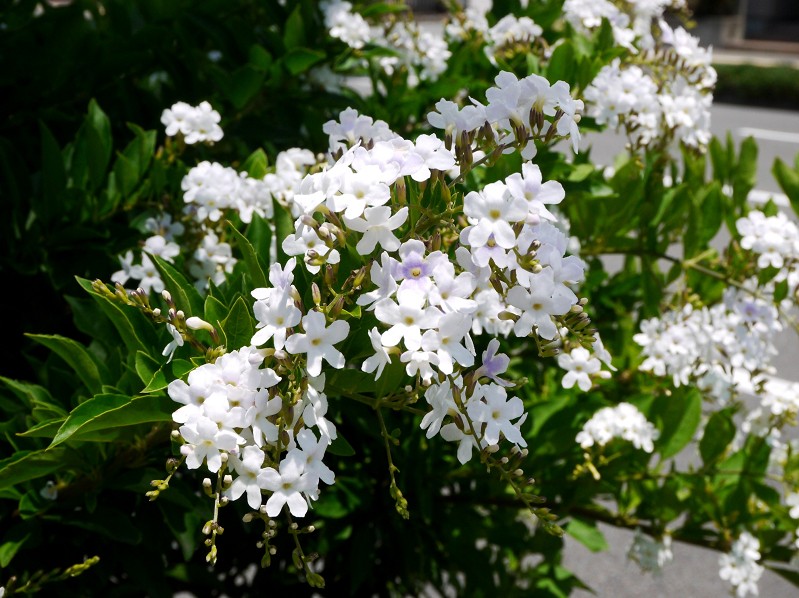 　　ジュランタ三色_b0093754_2324676.jpg