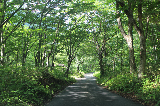 秘湯秘湯と草木もなびく_c0337257_21464972.jpg