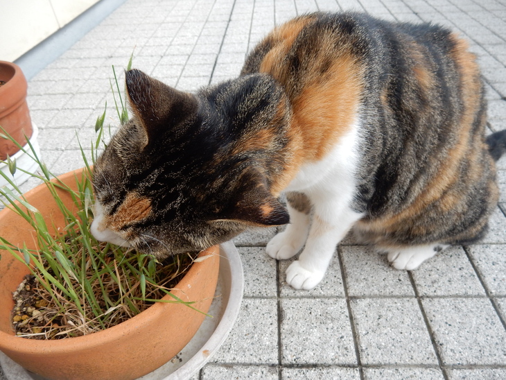 ’16,7,19(火)早朝散歩は気持ちが良い!_f0060461_8385188.jpg