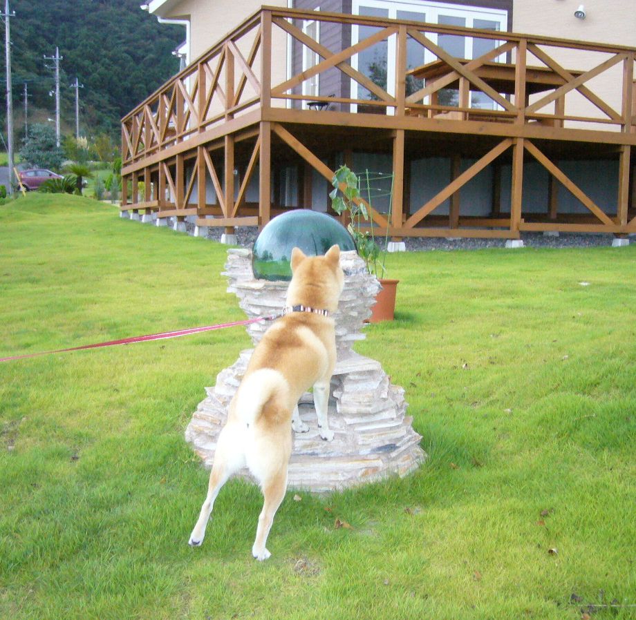 ’16,7,19(火)早朝散歩は気持ちが良い!_f0060461_982943.jpg