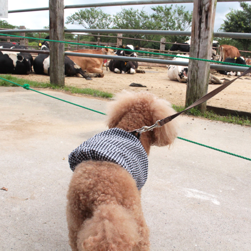 犬連れで成田ゆめ牧場へ行ってきました_f0269163_17361571.jpg