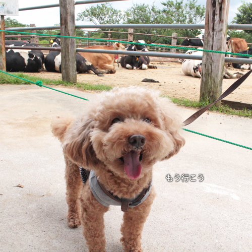 犬連れで成田ゆめ牧場へ行ってきました_f0269163_17453982.jpg