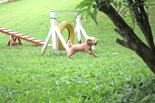 犬連れで成田ゆめ牧場へ行ってきました_f0269163_20593330.jpg