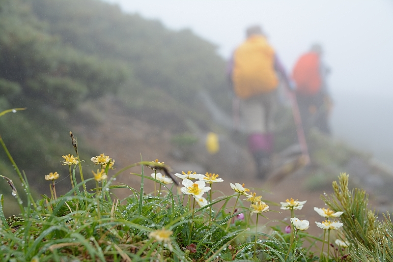 霧雨に感謝✮十勝岳温泉-上富良野岳-三峰山-富良野岳肩✮2016.7.18_e0335379_7584150.jpg