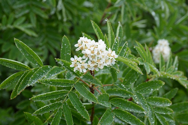 e0335379_759544.jpg