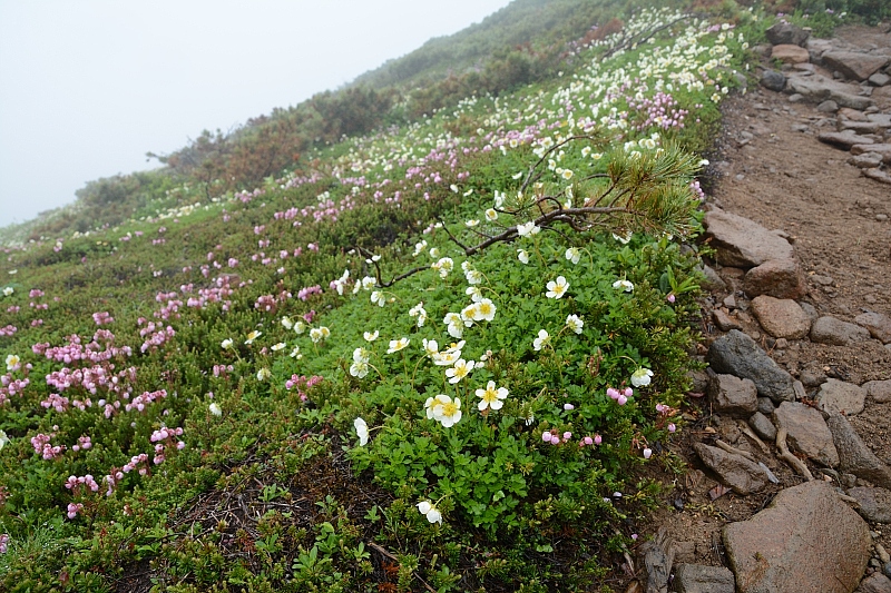 霧雨に感謝✮十勝岳温泉-上富良野岳-三峰山-富良野岳肩✮2016.7.18_e0335379_8382979.jpg