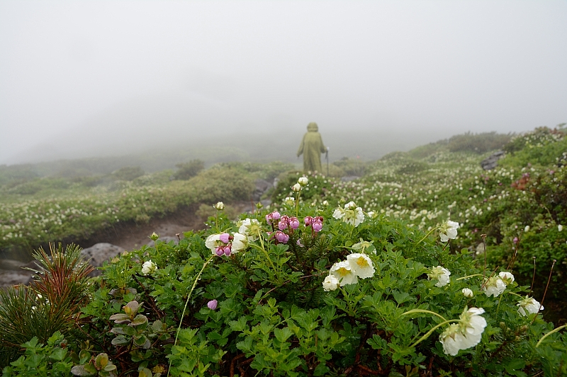 霧雨に感謝✮十勝岳温泉-上富良野岳-三峰山-富良野岳肩✮2016.7.18_e0335379_8431961.jpg