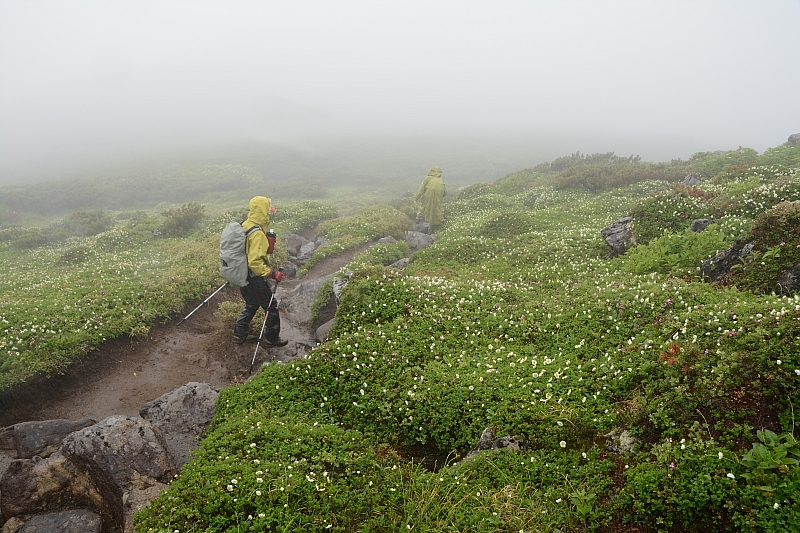 霧雨に感謝✮十勝岳温泉-上富良野岳-三峰山-富良野岳肩✮2016.7.18_e0335379_8433387.jpg