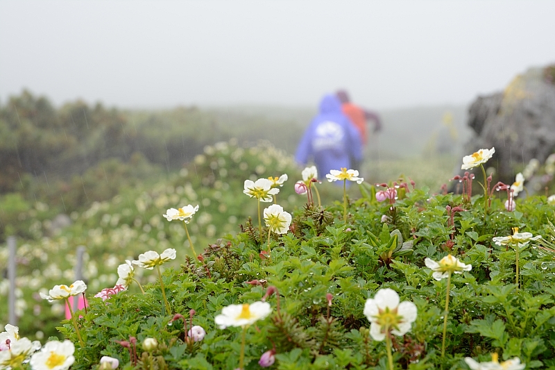 霧雨に感謝✮十勝岳温泉-上富良野岳-三峰山-富良野岳肩✮2016.7.18_e0335379_8434684.jpg