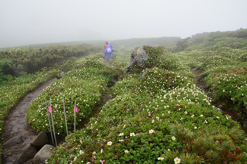 霧雨に感謝✮十勝岳温泉-上富良野岳-三峰山-富良野岳肩✮2016.7.18_e0335379_8435711.jpg