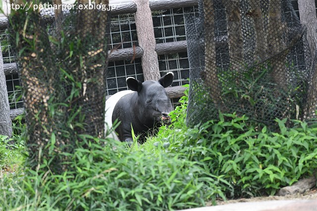 ２０１６年６月　白浜パンダ見隊２　その２_a0052986_735125.jpg