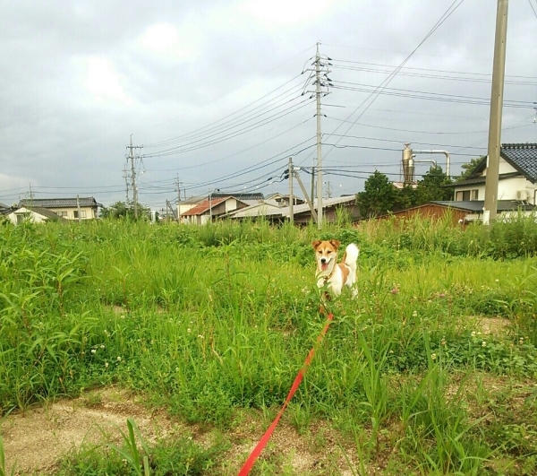 陶芸家の休日_a0213491_19212151.jpg