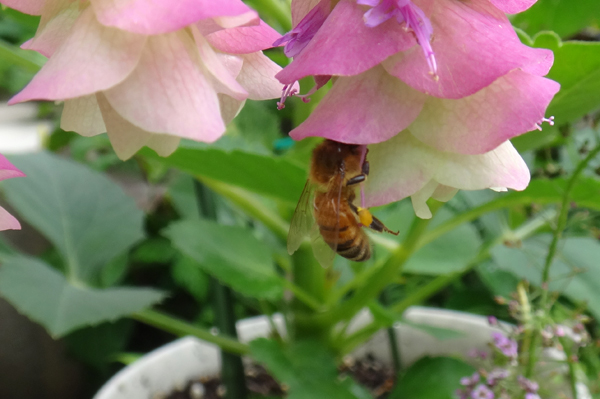 オレガノ・ケントビューティー　今年も色よく咲いて、ミツバチのお客様♪_a0136293_19154416.jpg