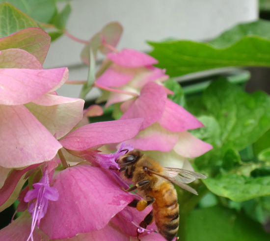 オレガノ・ケントビューティー　今年も色よく咲いて、ミツバチのお客様♪_a0136293_19165616.jpg