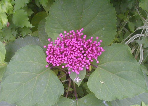 ●ノートルダムの牡丹臭木_d0053294_232380.jpg