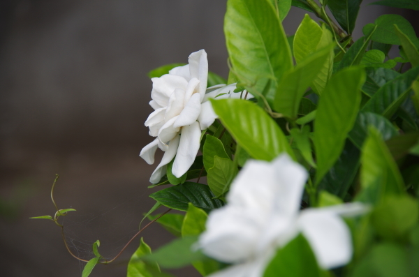 優しい香りにつつまれて　～　お散歩で見つけた花たち_b0356401_21112560.jpg