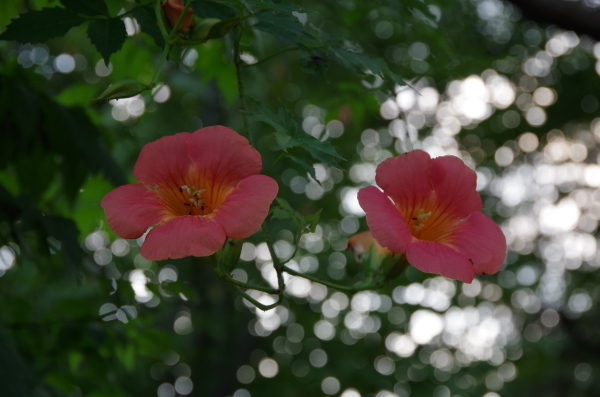 優しい香りにつつまれて　～　お散歩で見つけた花たち_b0356401_21131164.jpg