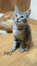里親さま募集中 ☆ アポロ_f0242002_20471453.jpg