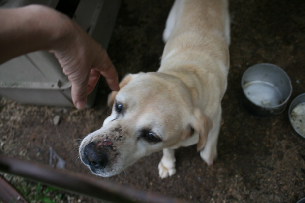 ブリーダー放棄の柴犬とラブたち（7/31）_f0242002_21355733.jpg